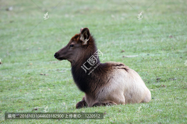 麋鹿。瓦城西北野生動物園照片。