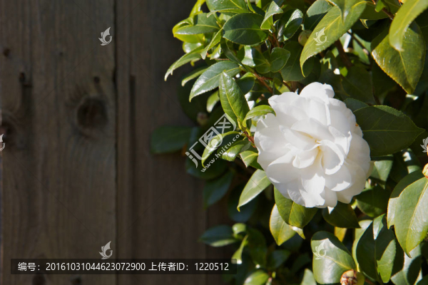 Bright,White茶花