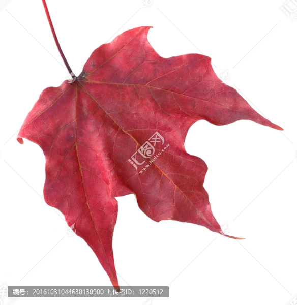 紅色的葉子