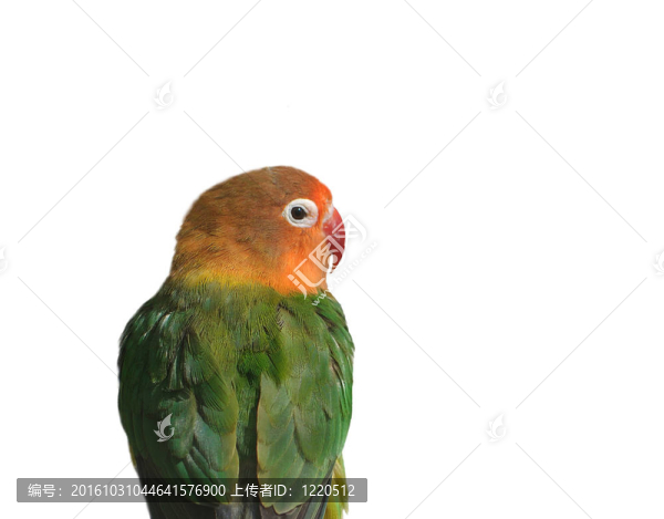 橙色和Green,Parrot