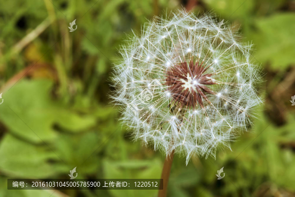 Taraxacum,Flower；意大利