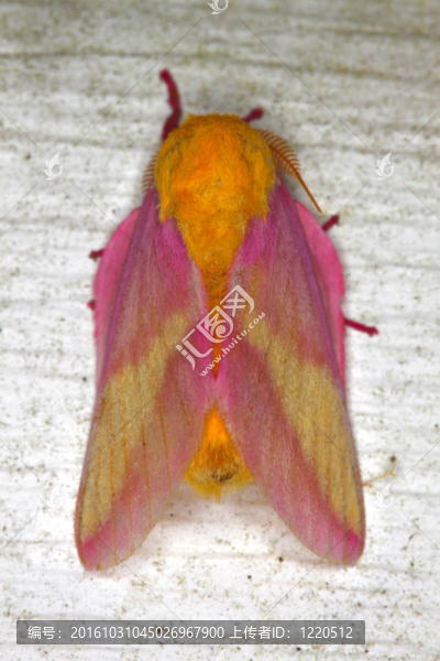 玫瑰紅的楓葉蛾（Dryocampa,rubicunda）
