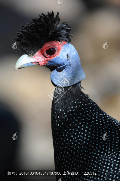 鳳頭珍珠雞