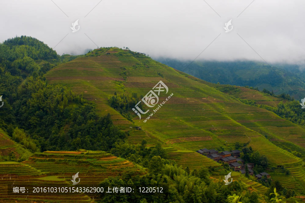 雨天的陡峭山龍脊梯田