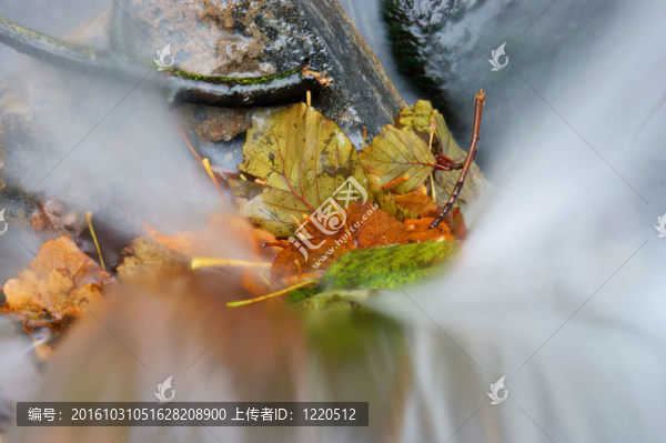 小溪的水