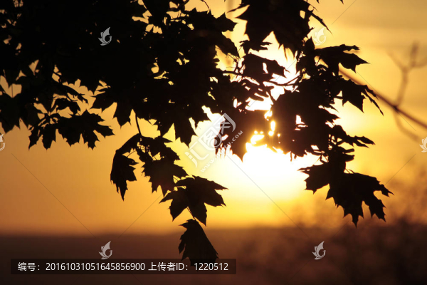 夕陽中的楓葉樹