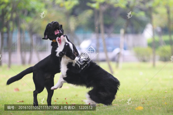 狗打架