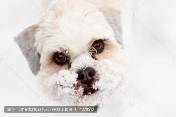 拉薩犬