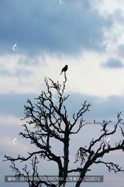 在枯樹的鳥