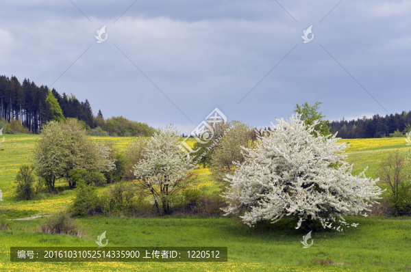 開(kāi)花的樹(shù)-盛開(kāi)的花朵