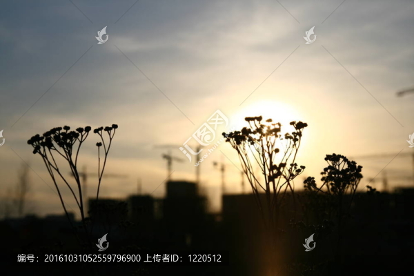 日落景觀