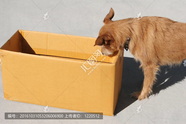狗看著一個空盒子