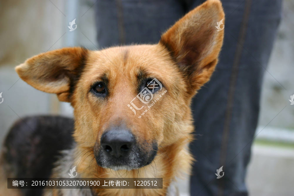 悲傷的德國牧羊犬