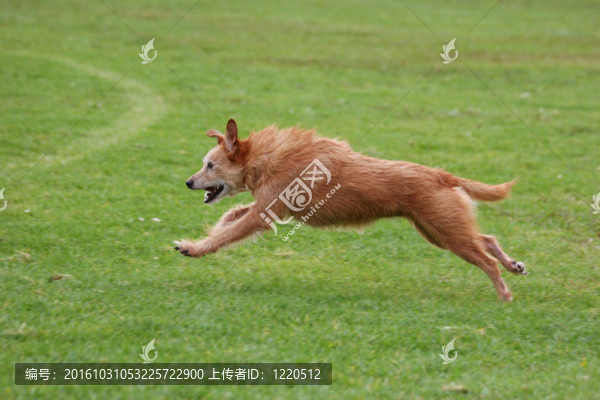 高級(jí)狗跑得快