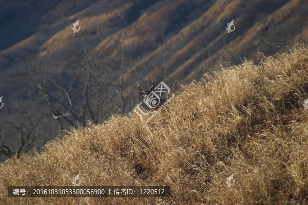 逃逸的黑尾鹿