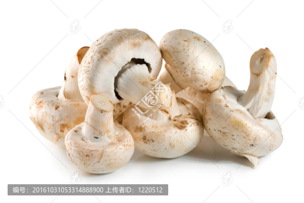 蘑菇