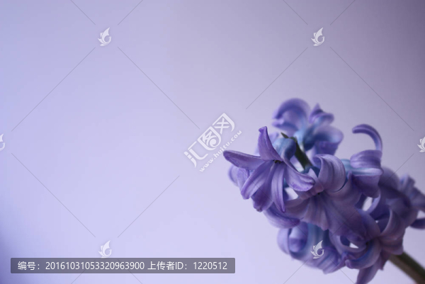紫羅蘭花。