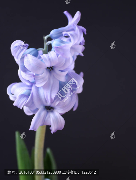 紫羅蘭花。
