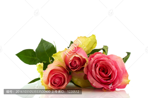 粉薔薇