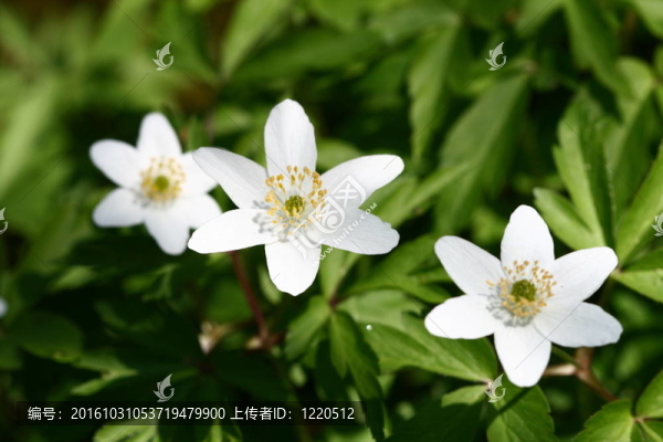 白色的花