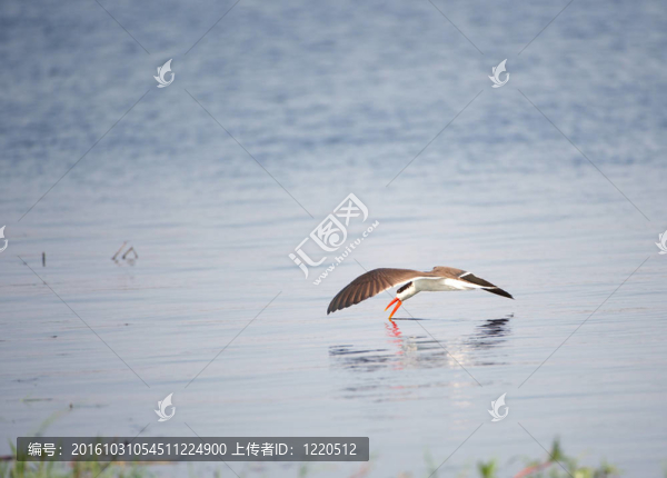 African,Skimmer（rynchops,flavirostris）
