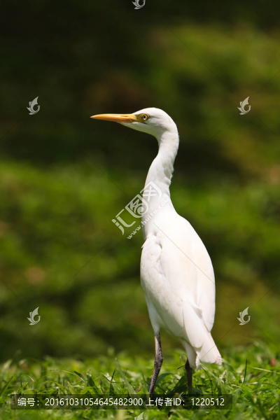 白牛白鷺鳥在地上