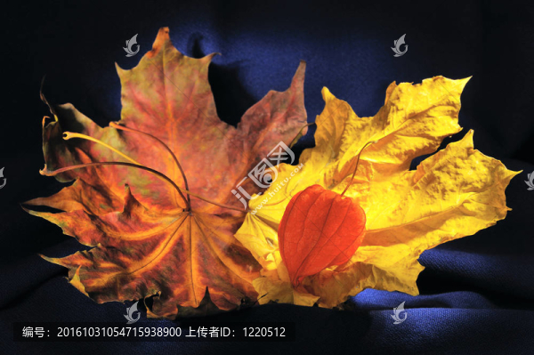 靜物與秋葉和冬櫻花