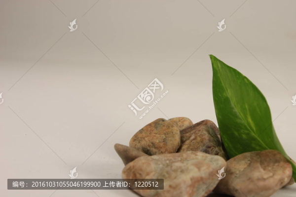 樹(shù)葉和石頭