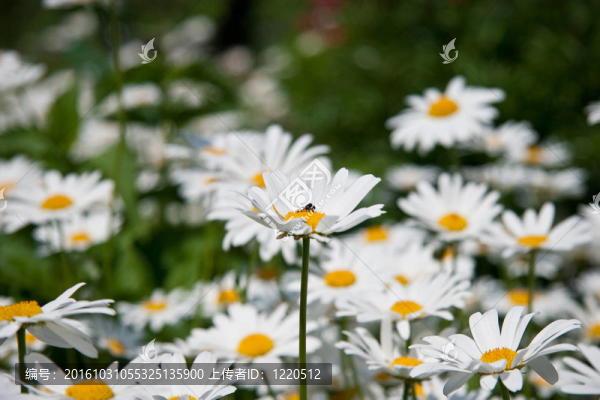 camomiles