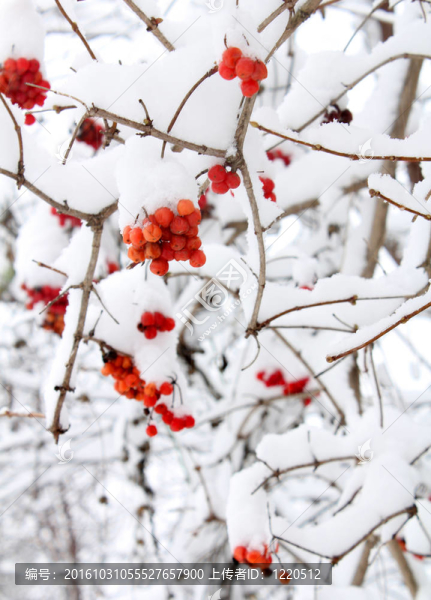 布什在雪下的紅漿果