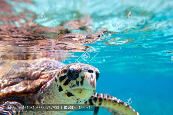 玳瑁海龜