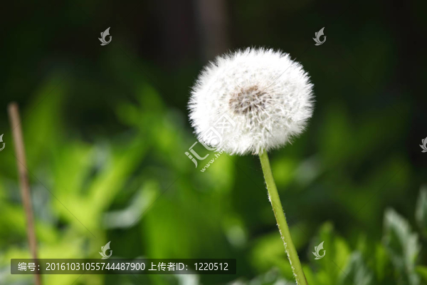 白色的蒲公英