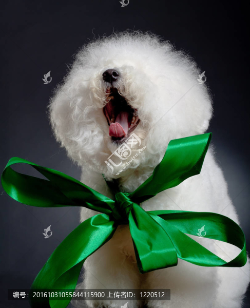 打哈欠的比熊犬