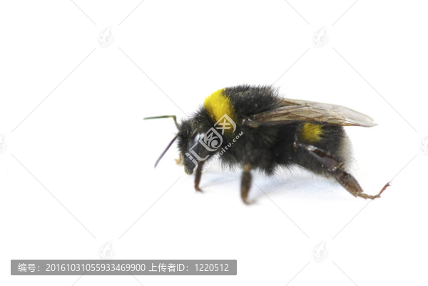 大黃蜂
