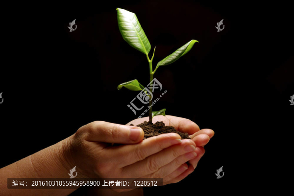植物在手