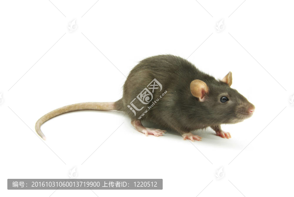 老鼠