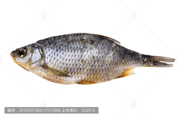 干魚(yú)-匯圖網(wǎng) www.fosd68.com 干魚(yú)