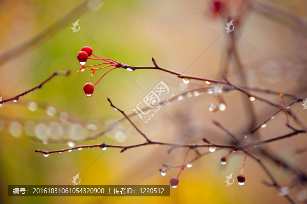 雨下的秋天的樹枝