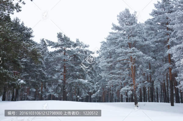 林海雪原