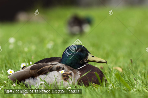 鴨