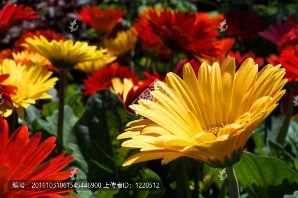 杰出人物Gerber,Daisy