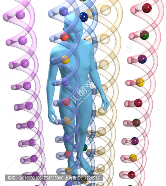 人三維DNA遺傳科學(xué)人