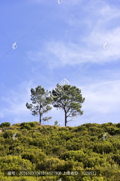 兩個(gè)孤獨(dú)的樹(shù)