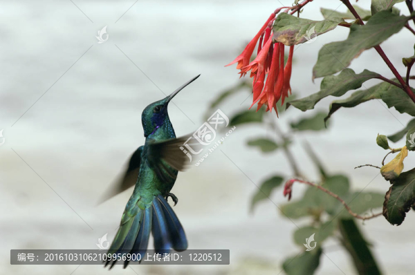 蜂鳥