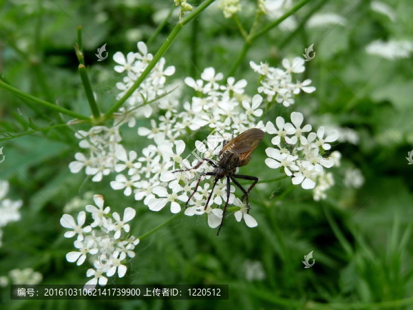 蚊子