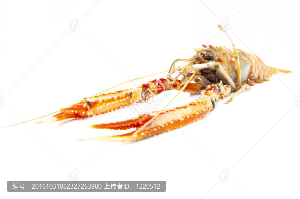 海螯蝦