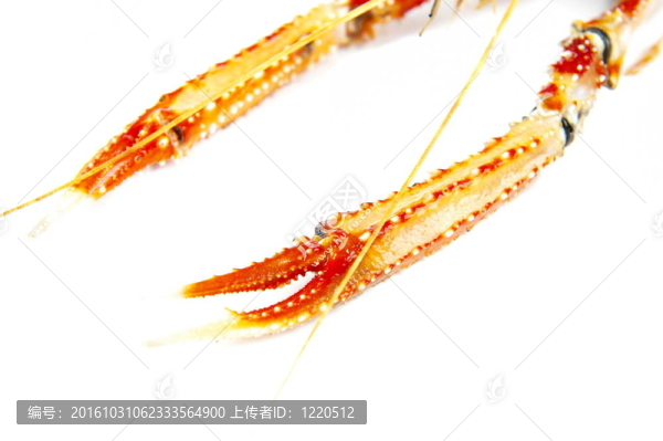 Langoustines的爪子