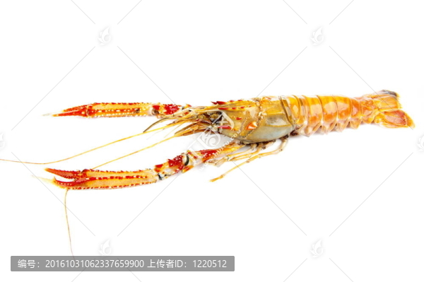 海螯蝦