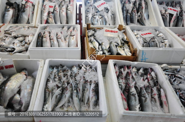 魚市場