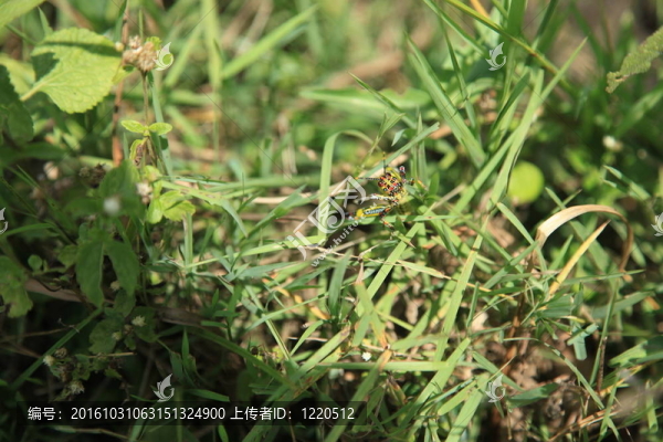 甘蔗種植園-烏干達(dá)；非洲